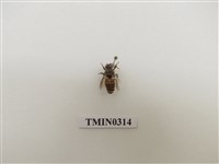 藏品(義大利蜂)的圖片